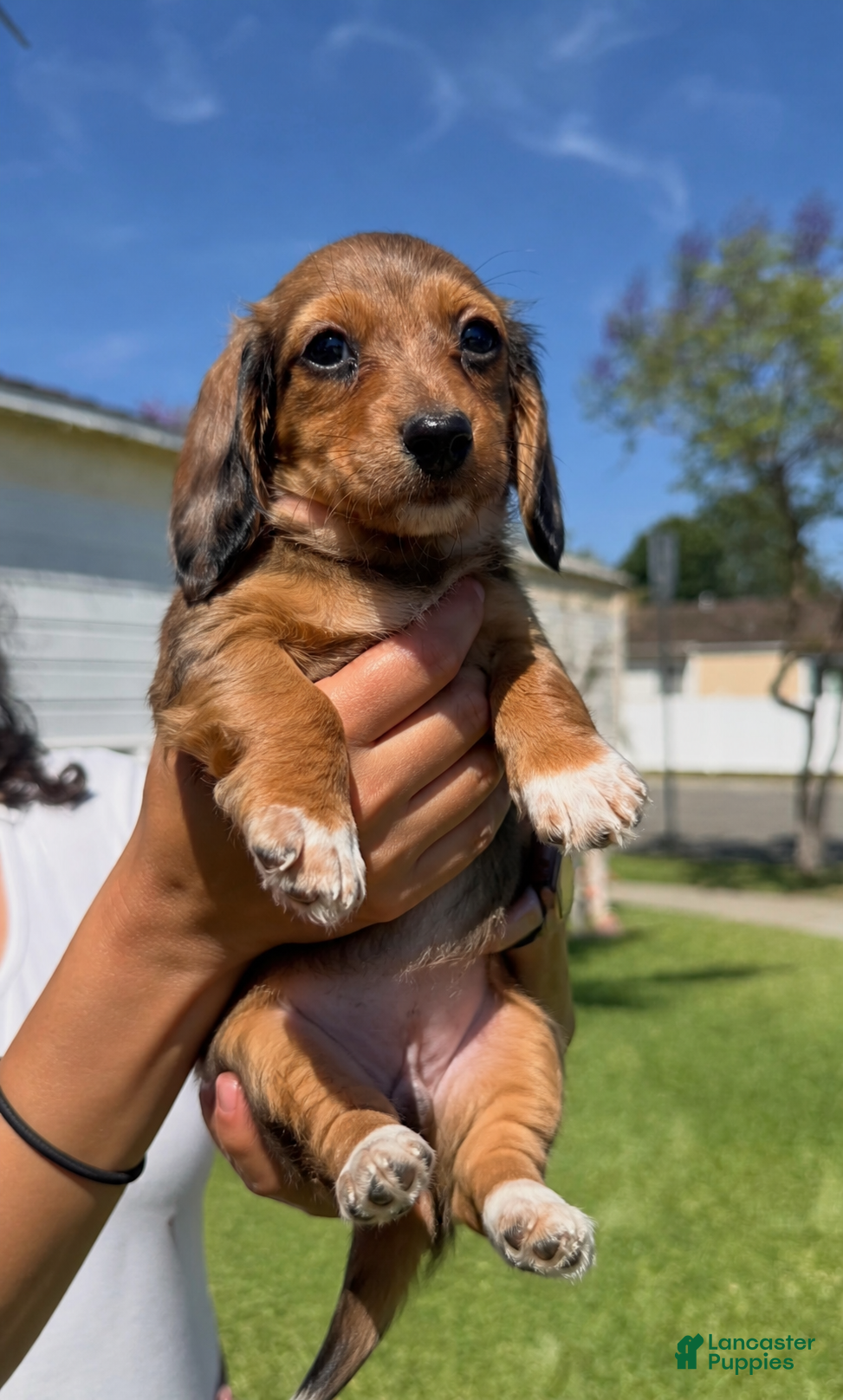Dachshund dogs 🩷Rust Sable Dapple Female Long Haired Dachshund - Ad 5