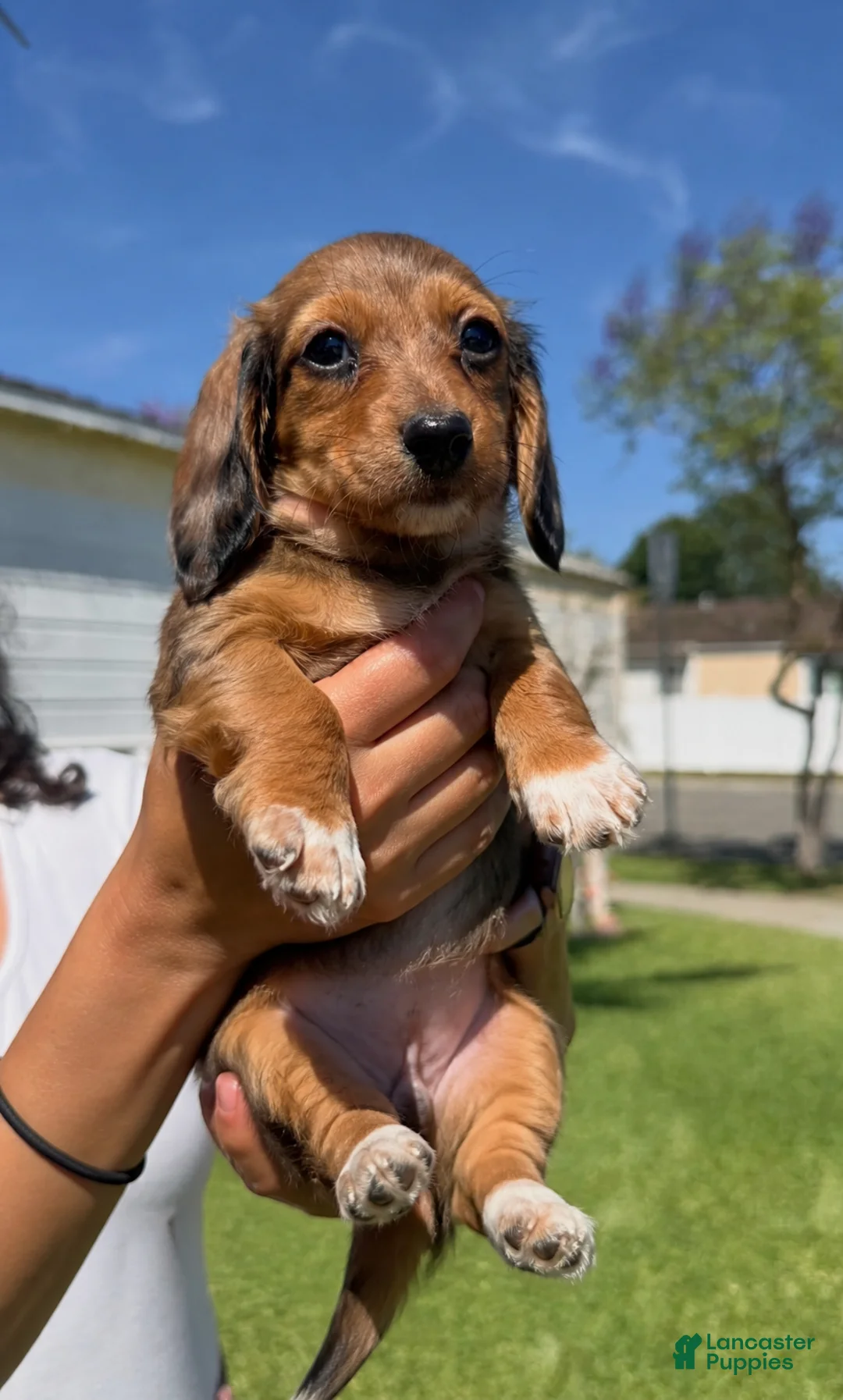 Dachshund dogs for sale: 🩷Rust Sable Dapple Female Long Haired Dachshund - Ad 1