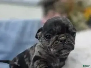 Pug dogs Blue - Ad 26