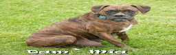 Boxer dogs for sale: Shadow - Ad 10