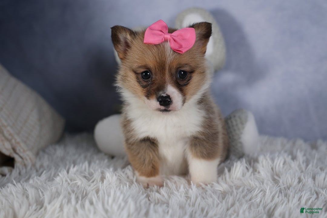 Welsh Corgi Pembroke dogs for sale: TWILIGHT - Ad 4