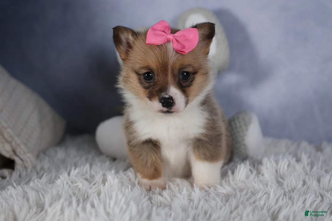 Welsh Corgi Pembroke dogs for sale: TWILIGHT - Ad 4