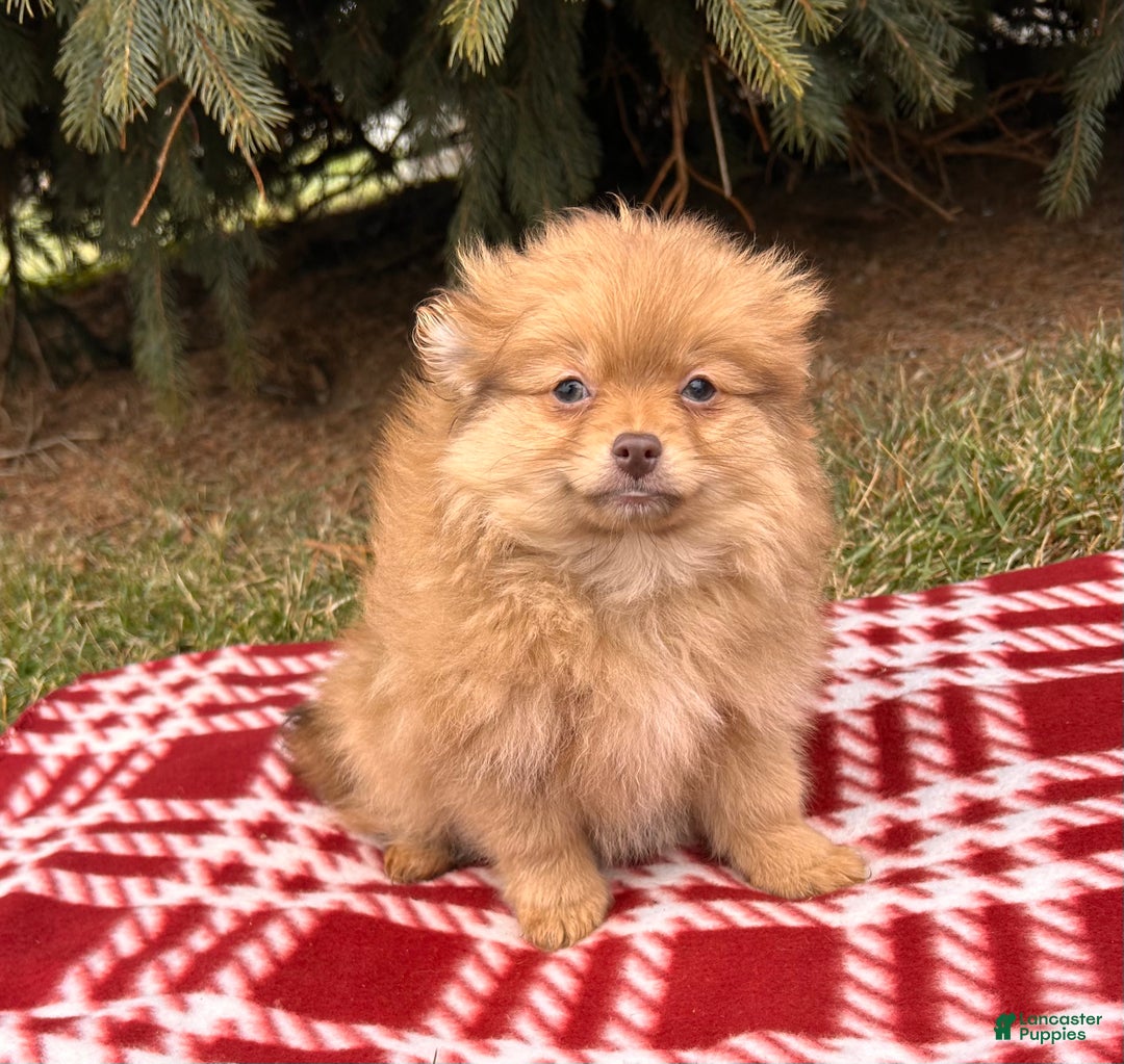 Pomeranian dogs for sale: Nutmeg - Ad 2