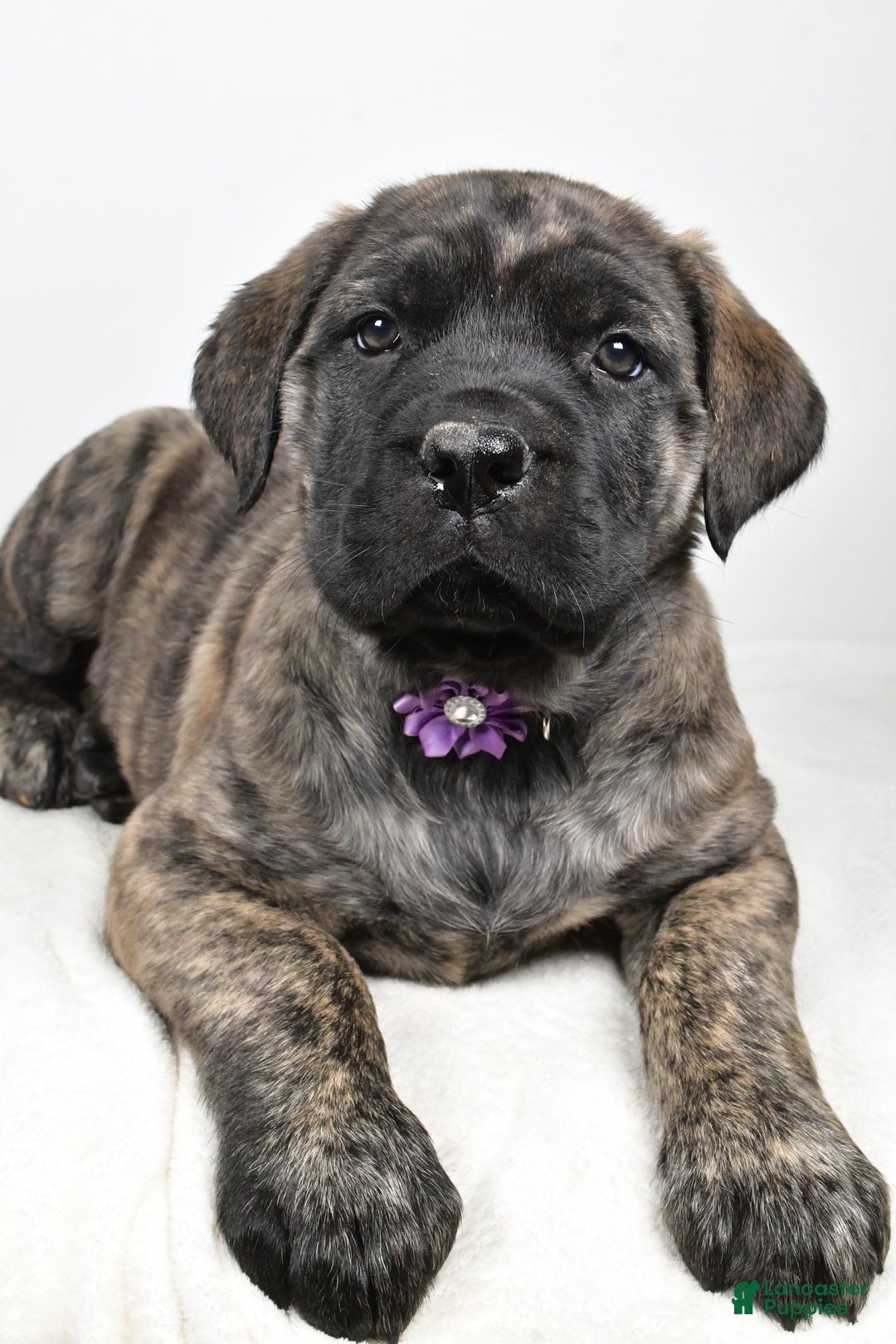English Mastiff dogs for sale: Sweetie - Ad 4