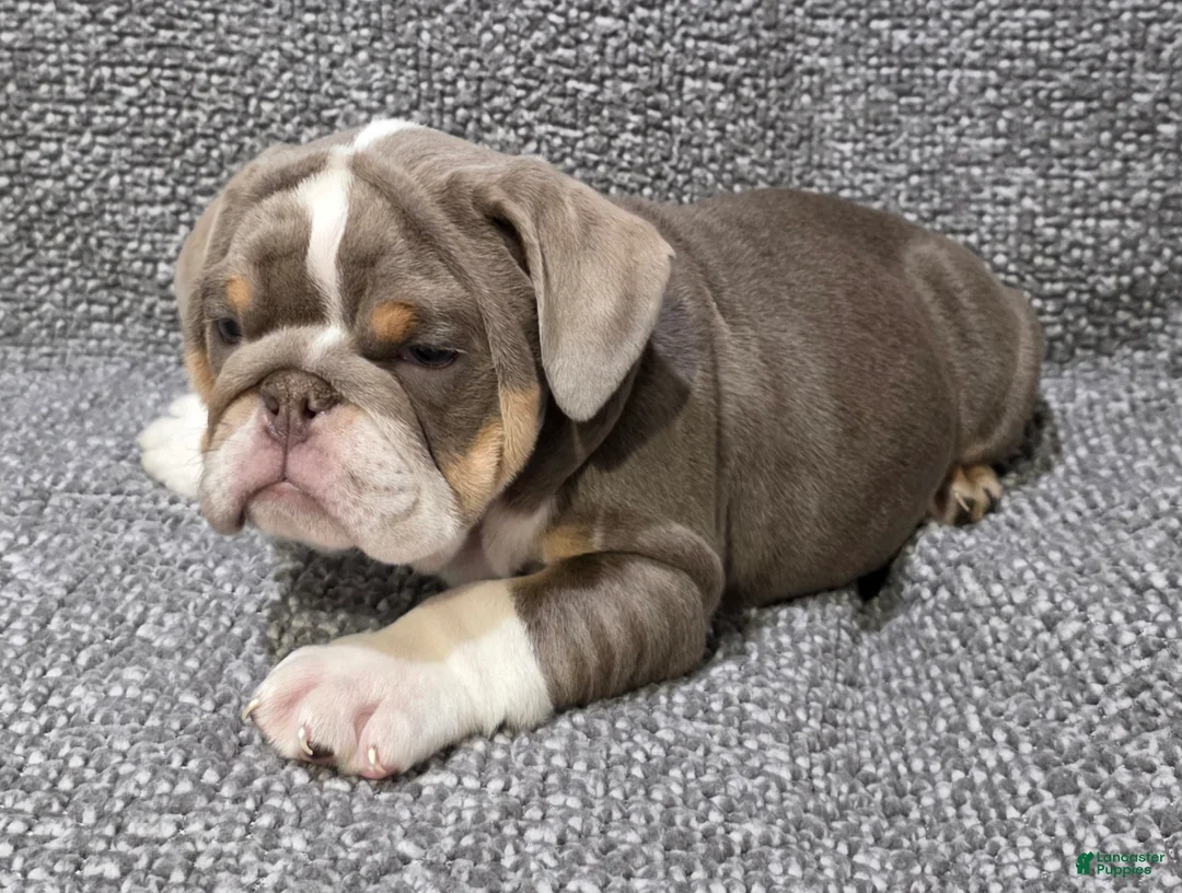 English Bulldog dogs for sale: Milt - Ad 6