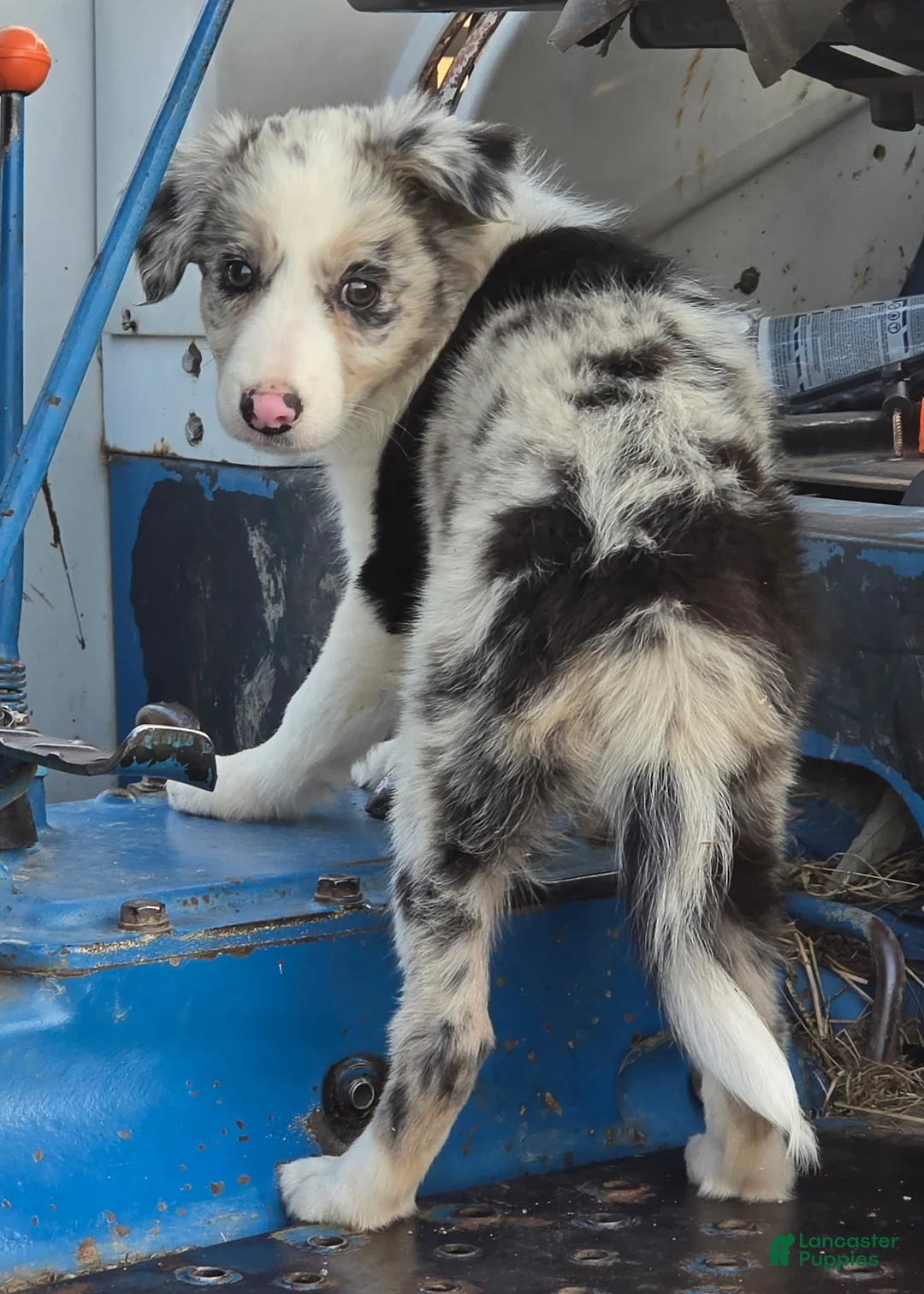 Border Collie dogs for sale: Daisy 🌼  - Ad 2