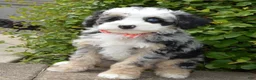 Mini Bernedoodle dogs for sale: Bella - Ad 7