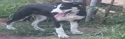 Border Collie dogs for sale: Zoe - Ad 1