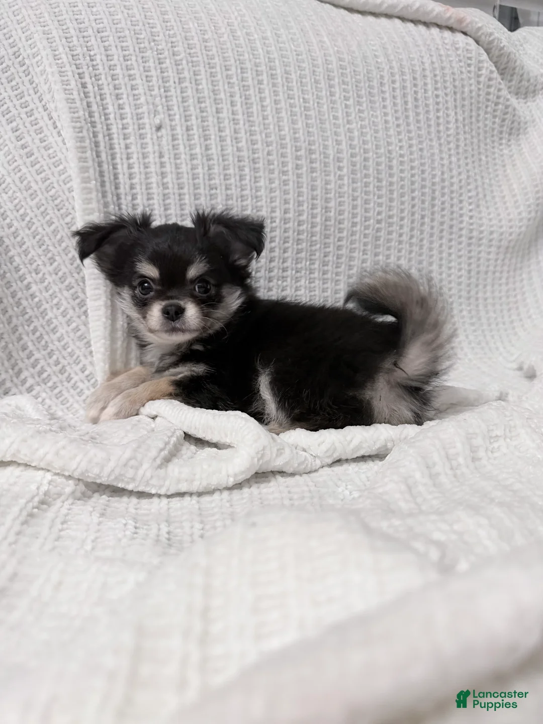 Chihuahua dogs for sale: Teddy Long coat CKC - Ad 2
