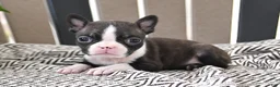 Boston Terrier dogs for sale: Pixie - Ad 2