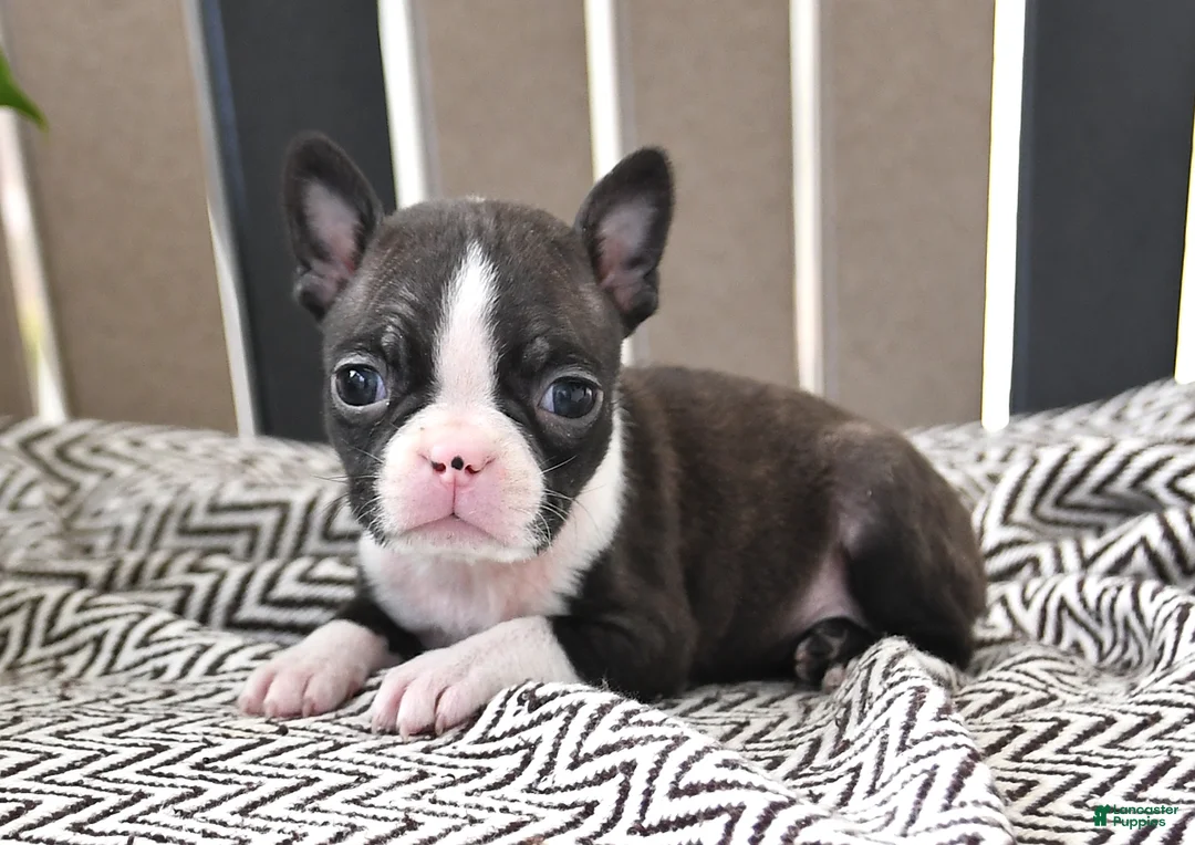 Boston Terrier dogs for sale: Pixie - Ad 2