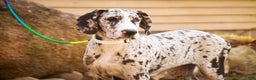 Great Dane dogs for sale: Beatrice - Ad 5