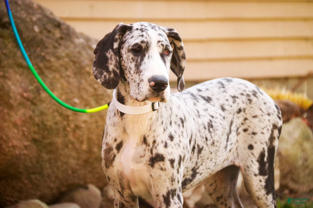 Great Dane dogs for sale: Beatrice - Ad 5
