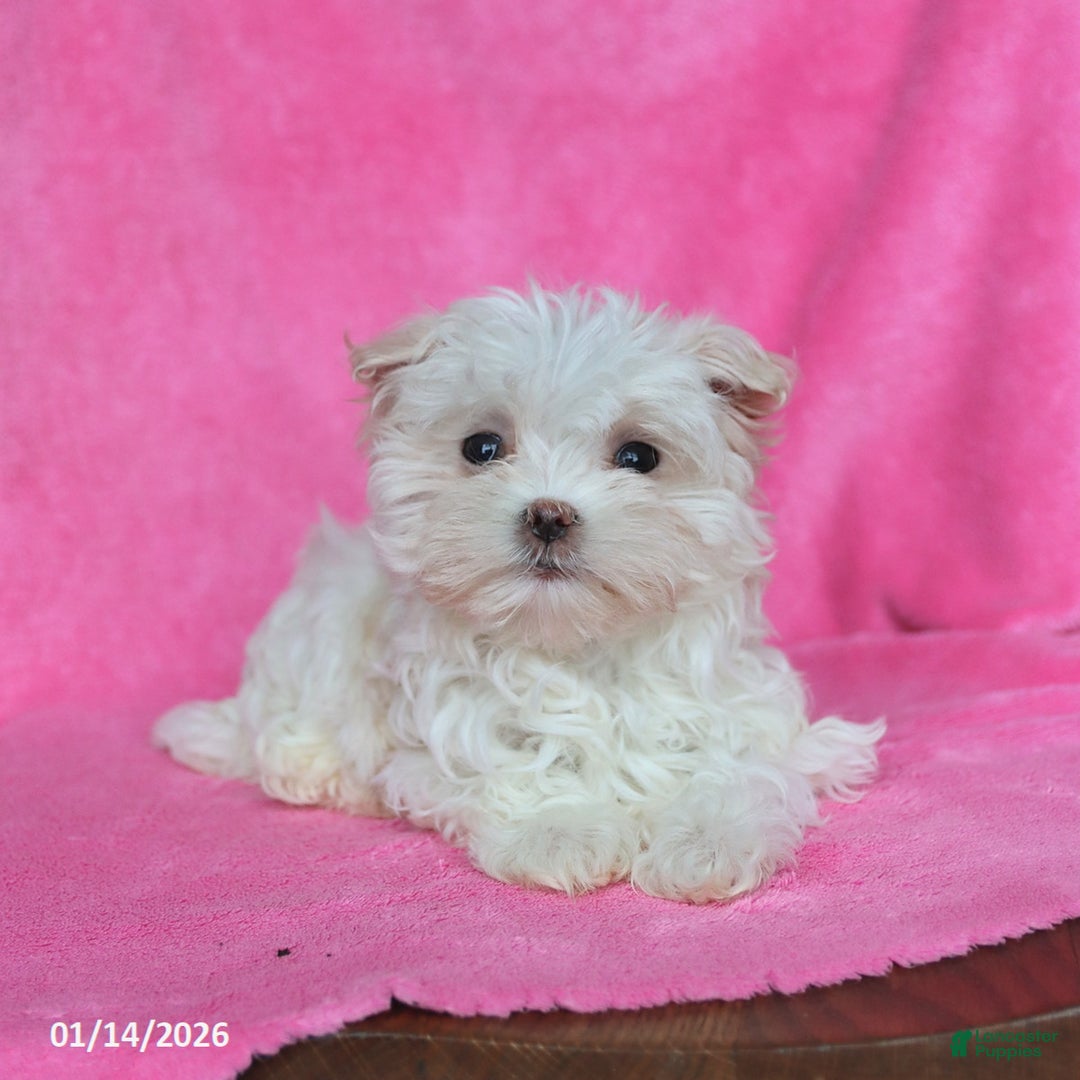 Maltese dogs for sale: Penelope - Ad 1