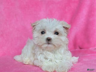 Maltese dogs Penelope - Ad 19