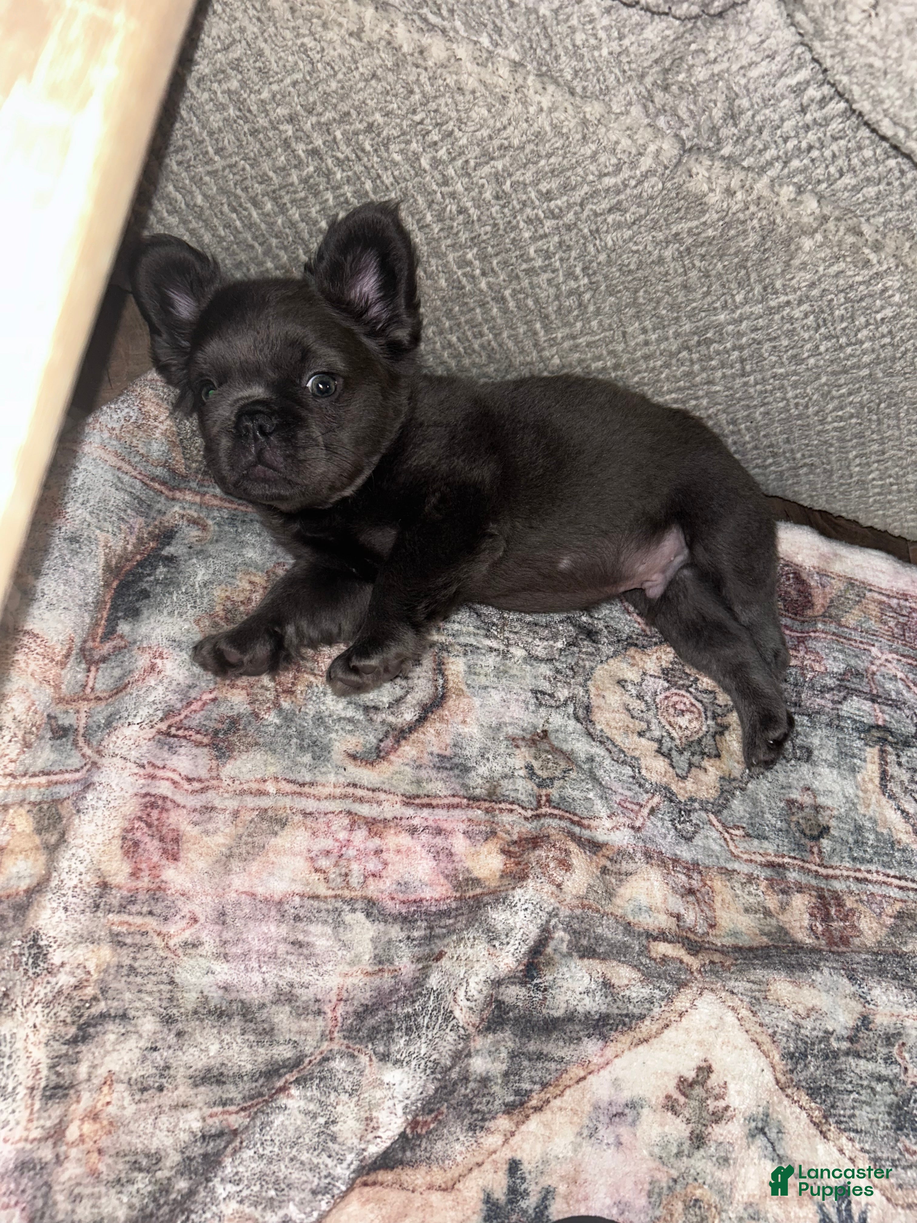 French Bulldog dogs Fat boy  - Ad 1