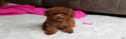 Toy Poodle dogs for sale: Mia - Ad 1