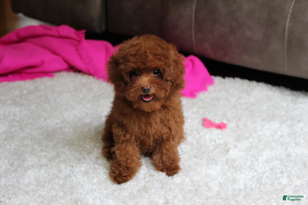 Toy Poodle dogs for sale: Mia - Ad 1