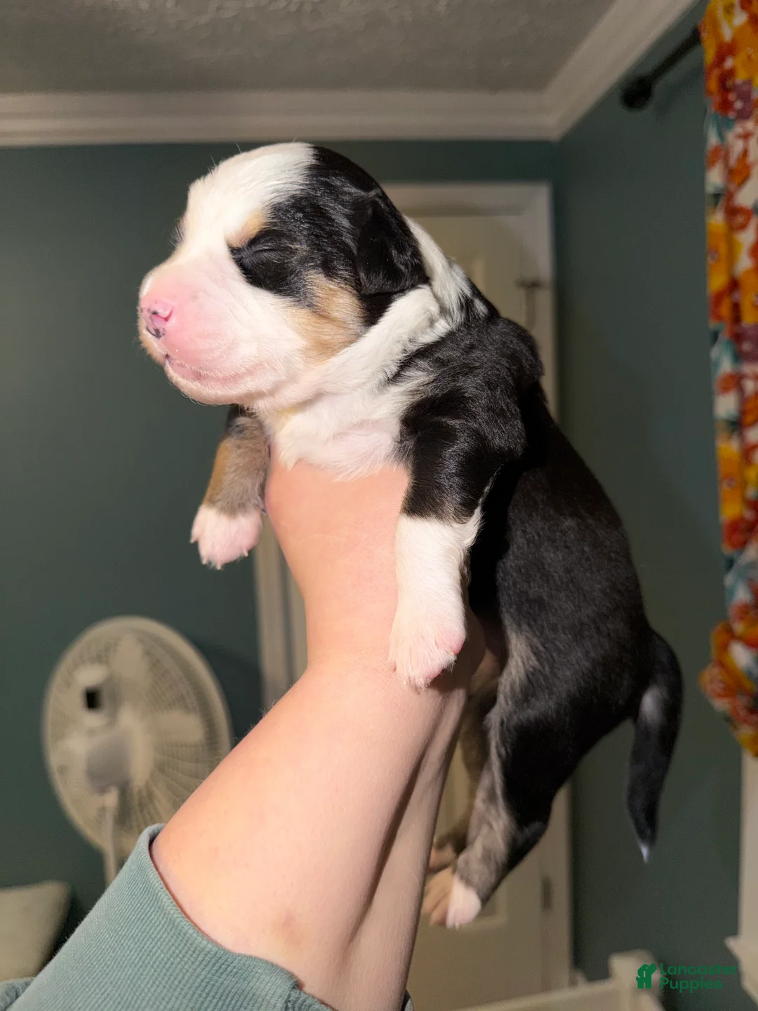 Miniature Australian Shepherd dogs for sale: John - Ad 8