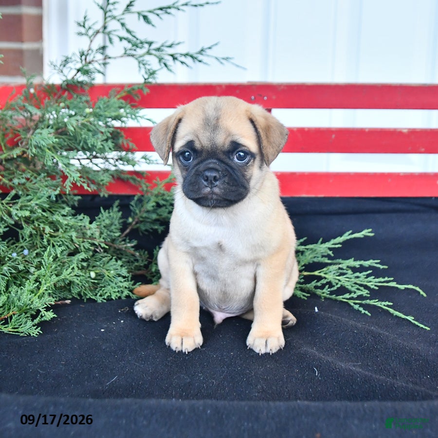 Mixed Breed dogs Butterfly - Ad 1