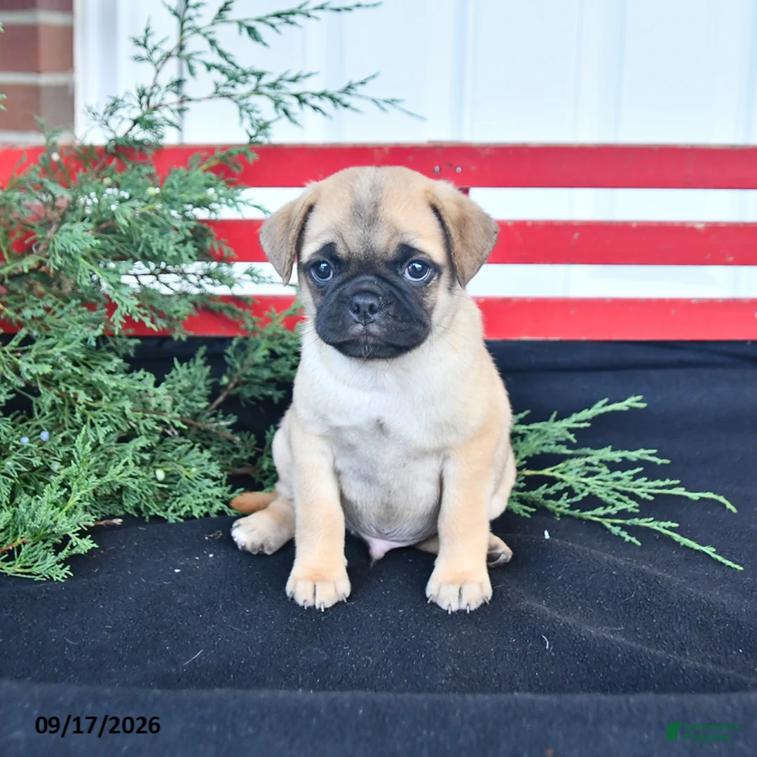 Mixed Breed dogs for sale: Butterfly - Ad 1