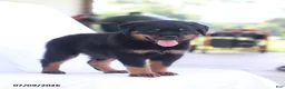 Rottweiler dogs for sale: Renzo - Ad 2