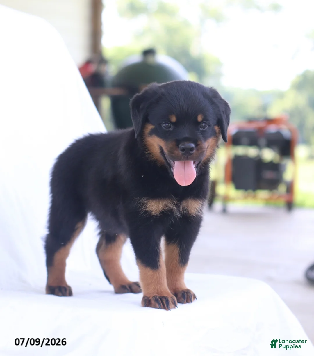 Rottweiler dogs for sale: Renzo - Ad 2