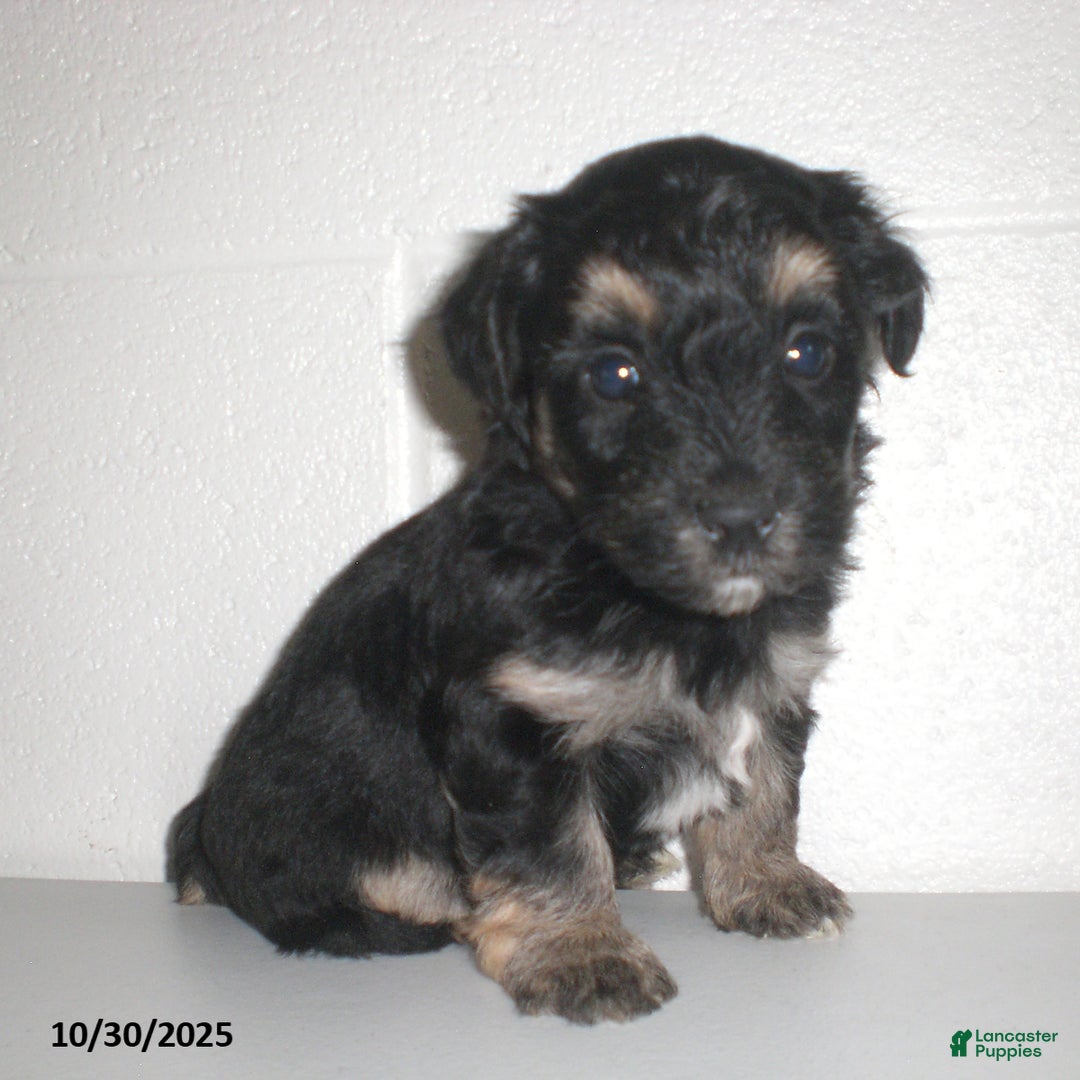 Yorkiepoo dogs for sale: Trent - Ad 20