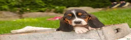 Basset Hound dogs for sale: Morgan - Ad 1
