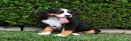 Bernese Mountain Dog dogs for sale: Daisy - Ad 5