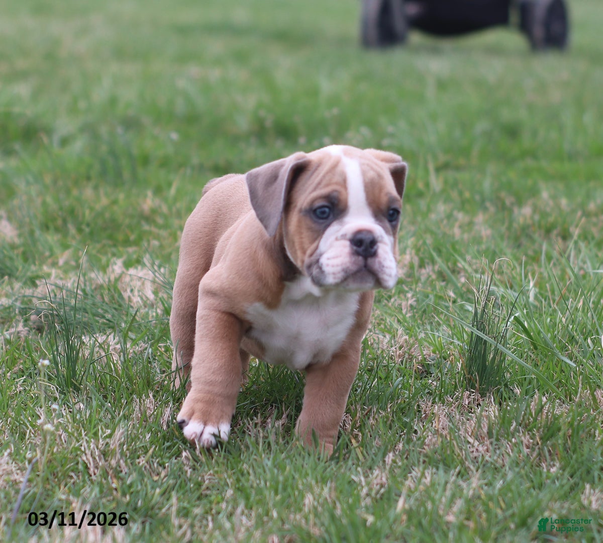 English Bulldog dogs Ronnie - Ad 2