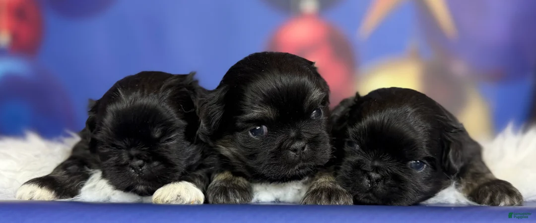 Pekingese dogs for sale: ACA dancer black and tan  - Ad 8