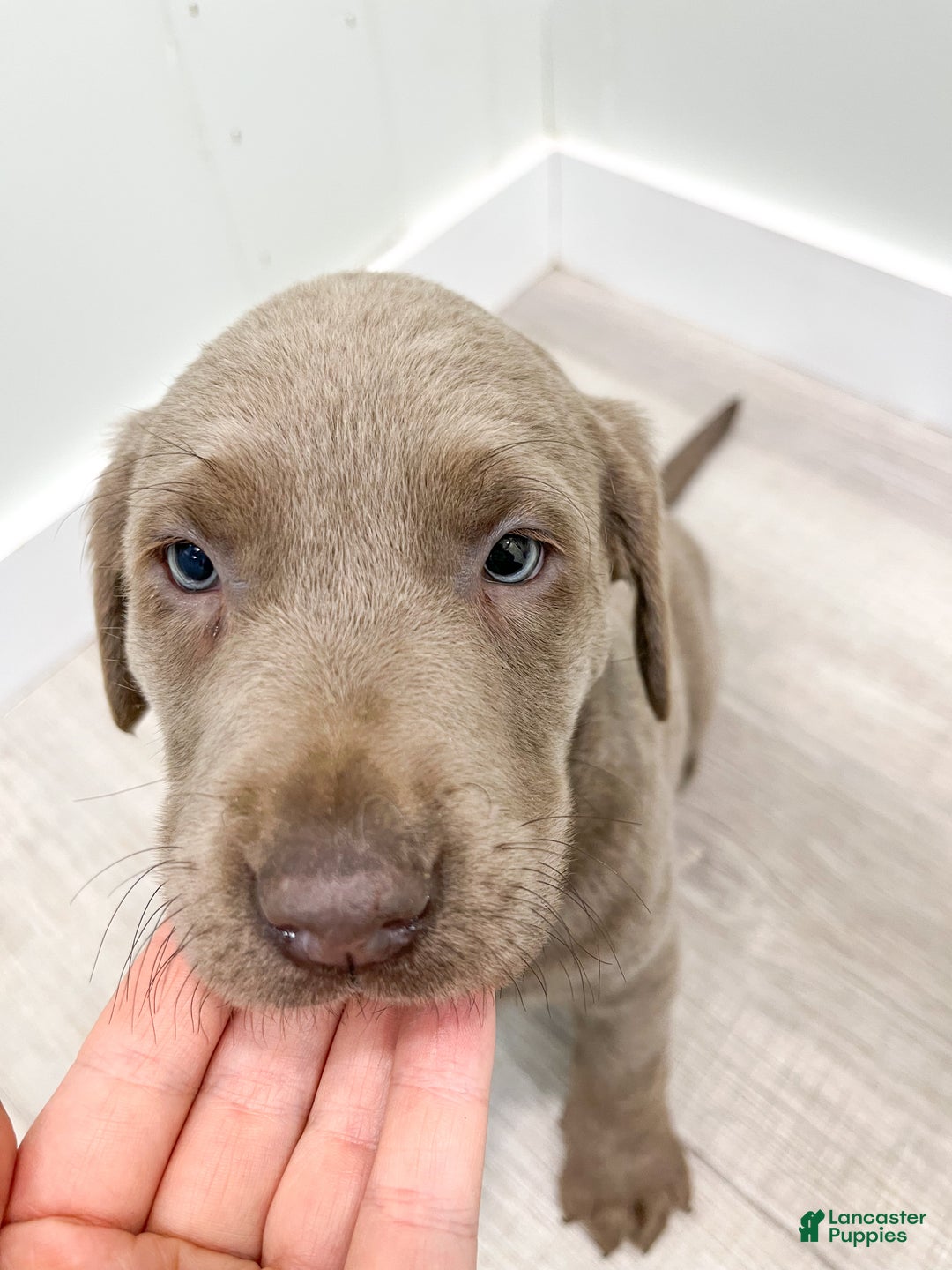 Labrador Retriever dogs for sale: Athena - Ad 6