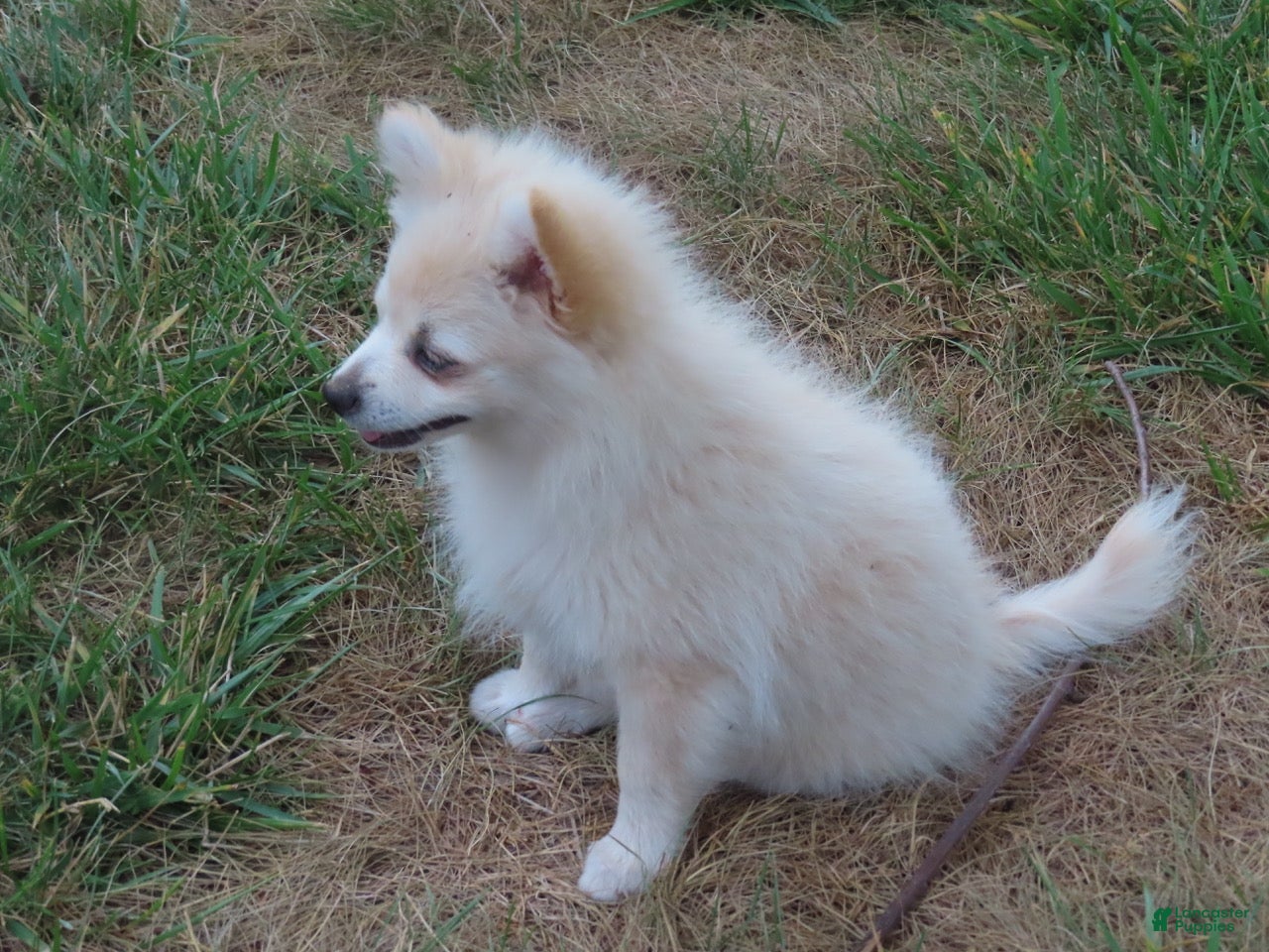 Pomeranian dogs Rick - Ad 2