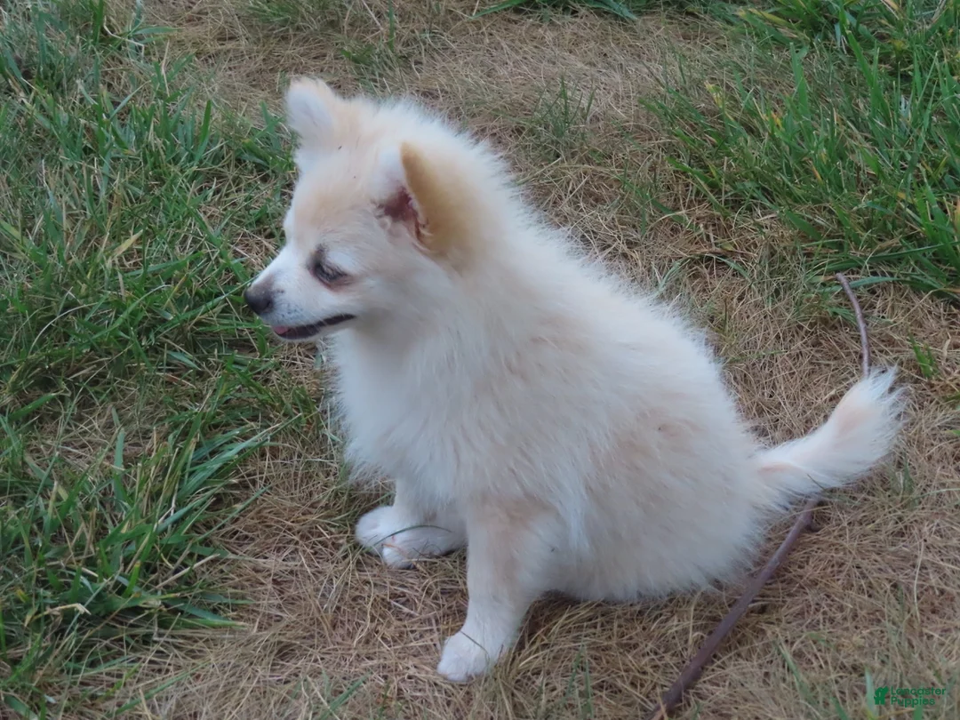 Pomeranian dogs for sale: Rick - Ad 2