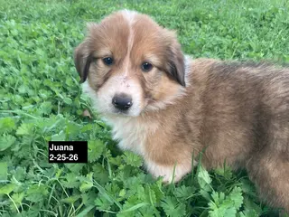 Collie dogs Juana - Ad 5