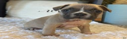 French Bulldog dogs for sale: Alex - Ad 33