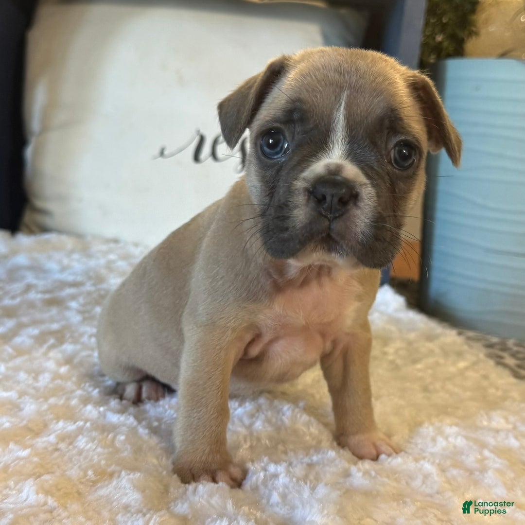 French Bulldog dogs for sale: Alex - Ad 33