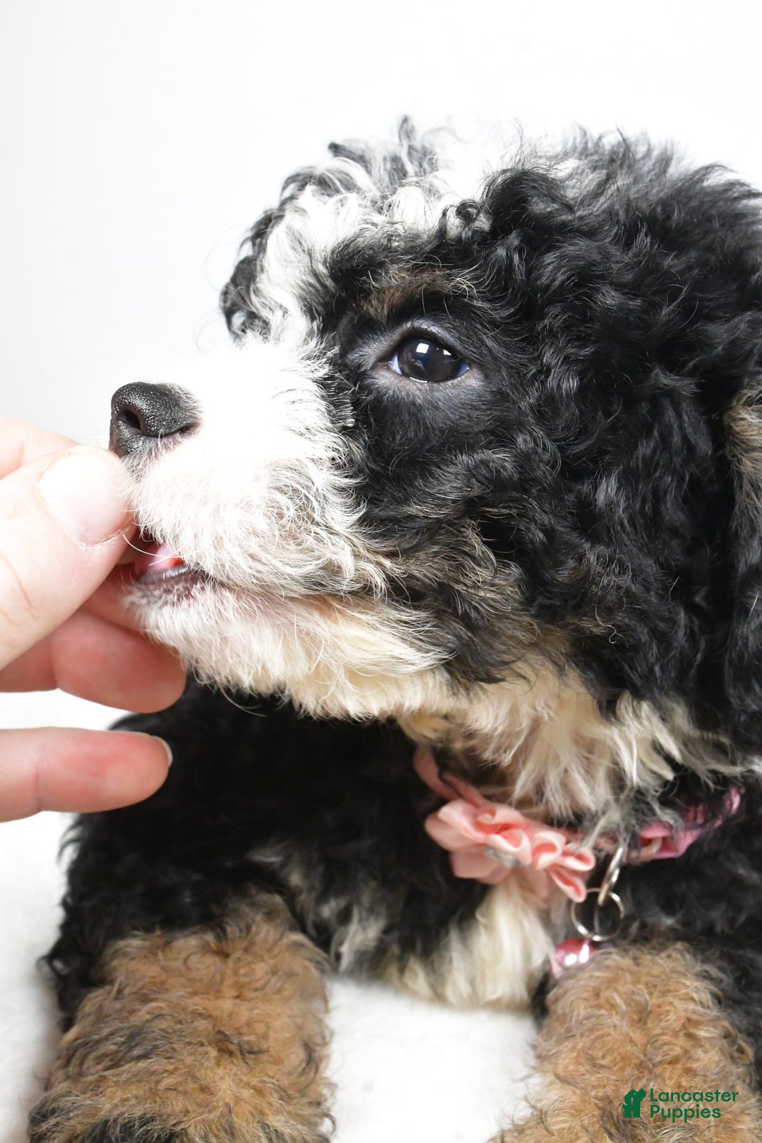 Mixed Breed dogs for sale: Coco - Ad 10