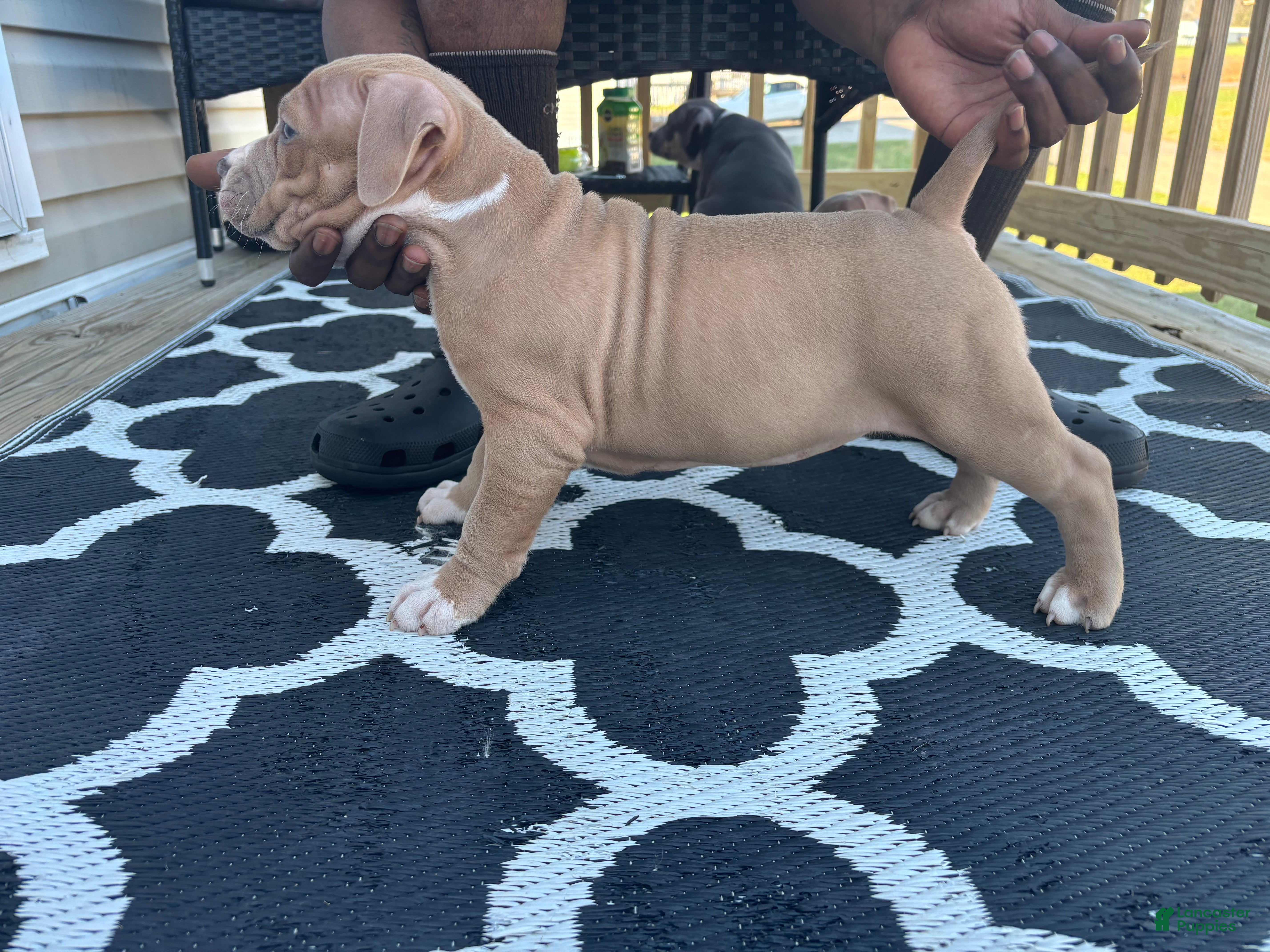 American Bully dogs American Bully Puppy 2 - Ad 41