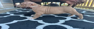 American Bully Puppy 2