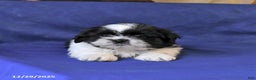 Shih Tzu dogs for sale: Milo - Ad 4