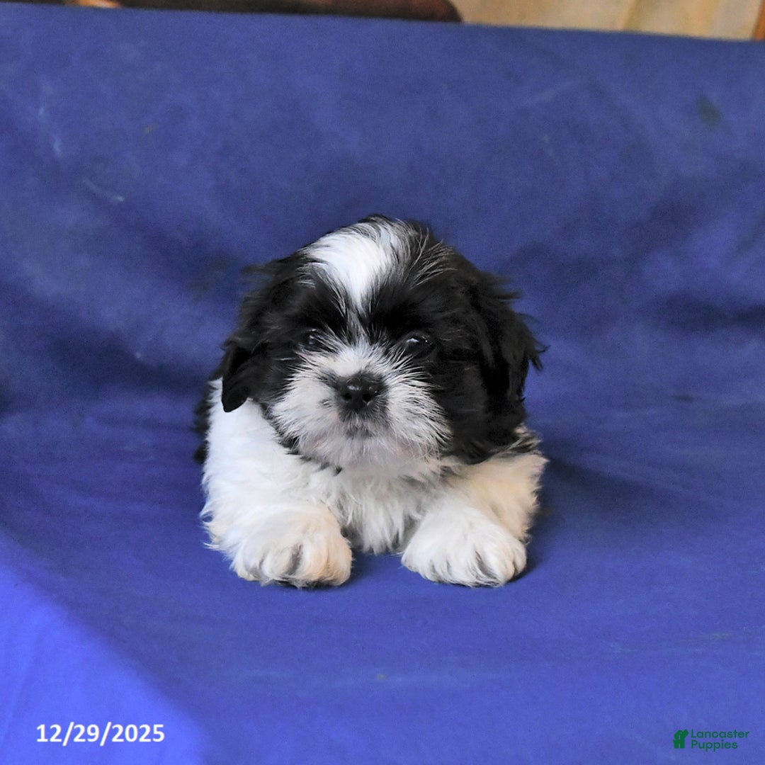 Shih Tzu dogs for sale: Milo - Ad 4
