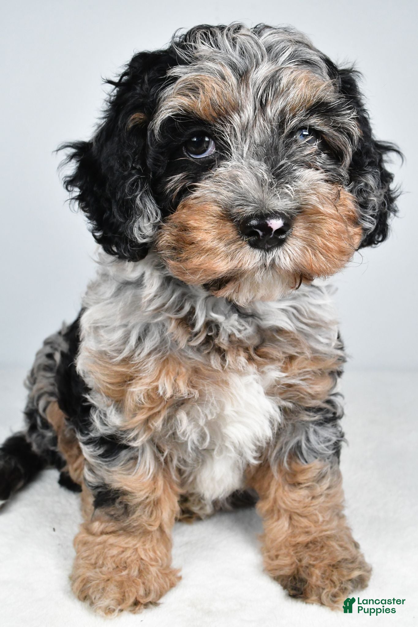 Cockapoo dogs Vicki - Ad 1