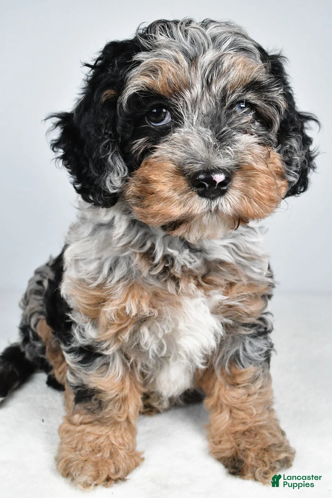 Cockapoo dogs for sale: Vicki - Ad 1
