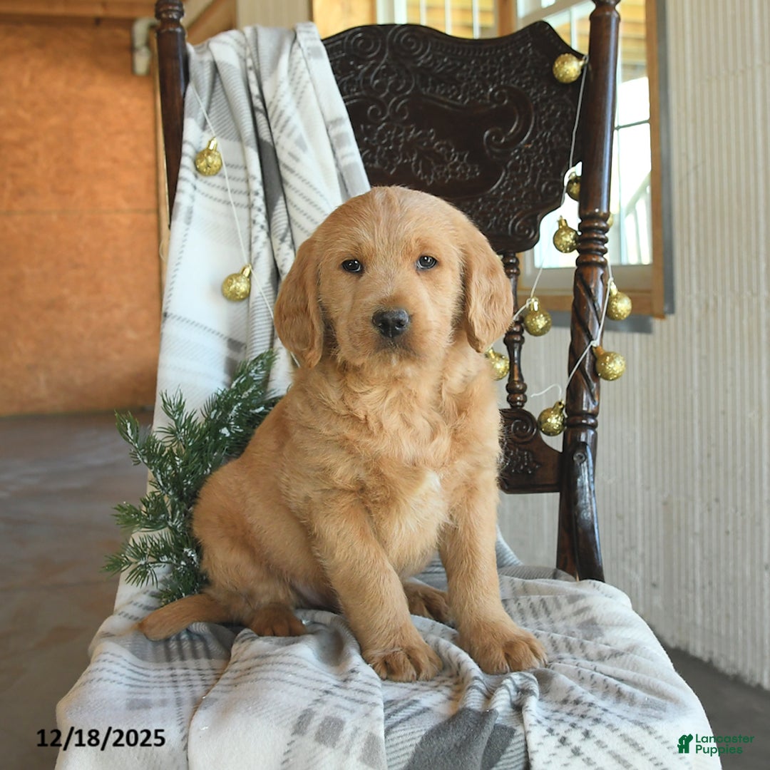 Labradoodle dogs for sale: Dino - Ad 1