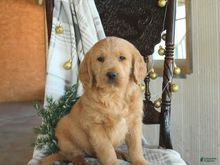 Labradoodle dogs Dino - Ad 30