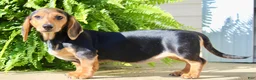 Miniature Dachshund dogs for sale: Marla - Ad 6