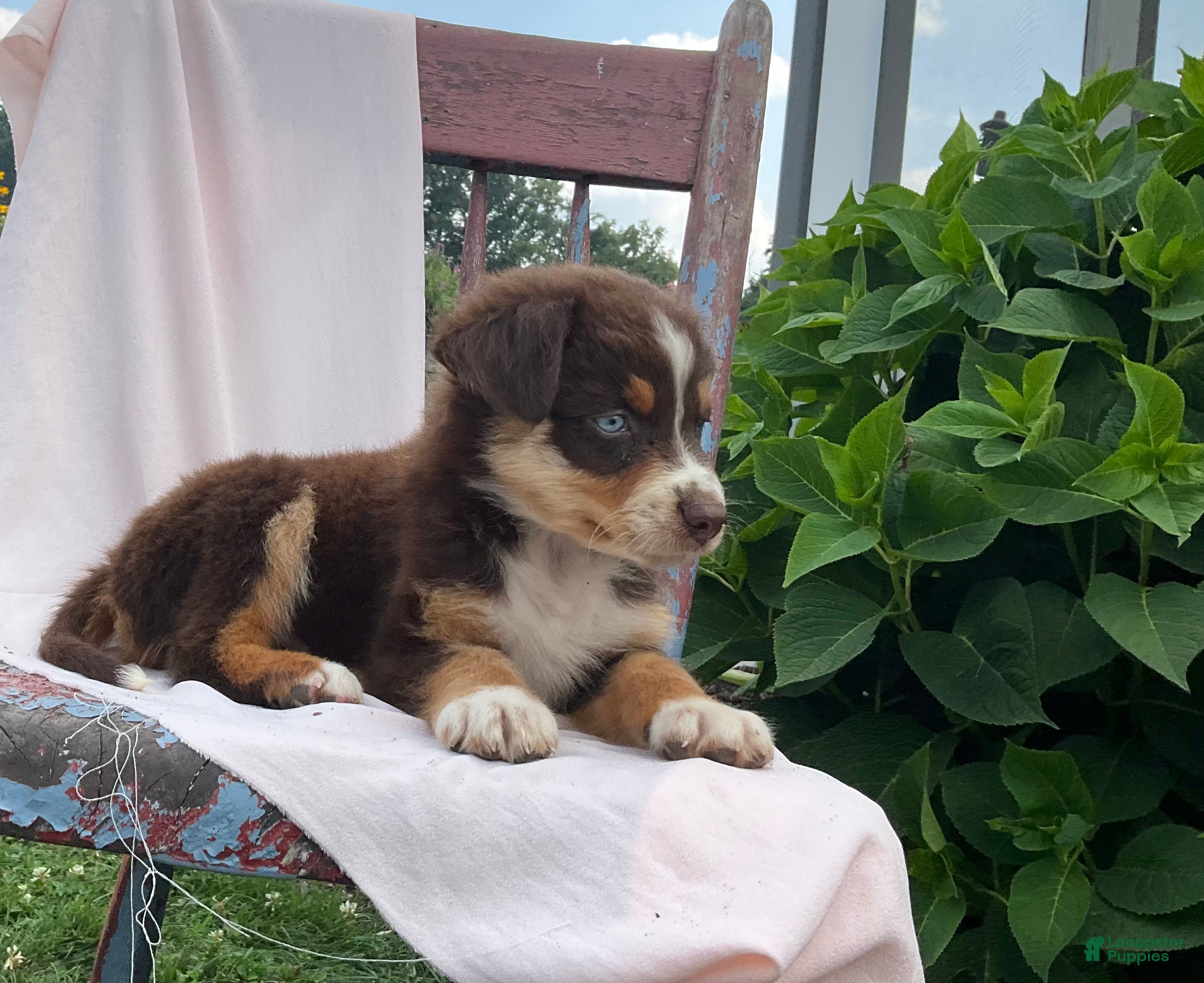Australian Shepherd dogs Jaxson - Ad 2