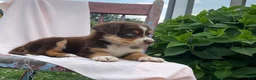 Australian Shepherd dogs for sale: Jaxson - Ad 2